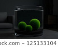 Three green balls of Marimo moss (Cladophora globularis) on black ground in a clear water aquarium with interior background . 125133104