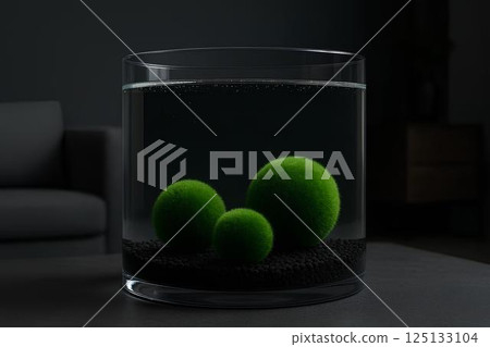 Three green balls of Marimo moss (Cladophora globularis) on black ground in a clear water aquarium with interior background . Three green balls of Marimo moss (Cladophora globularis) on black ground in a clear water aquarium with interior background . 125133104