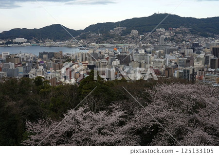 從風頭公園看到的長崎市和櫻花 4月31日,長崎市和櫻花,風頭公園 從風頭公園看到的長崎市和櫻花 4月31日,長崎市和櫻花,風頭公園 125133105