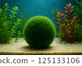 A bright green ball of cladophora (marimo) moss on light colored sandy soil at the bottom of an aquarium surrounded by aquatic plants.  125133106