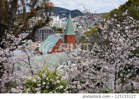 從哥拉巴花園望去的盛開的櫻花和天主教大浦天主教堂 四月 長崎 81 櫻花和天主教大浦天主教堂 125133127