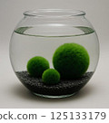 Close-up of three green balls of moss Marimo (Cladophora globularis) on black ground in a transparent aquarium with water on a gray background with a place for text. 125133179