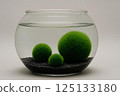 Close-up of three green balls of moss Marimo (Cladophora globularis) on black ground in a transparent aquarium with water on a gray background with a place for text. 125133180