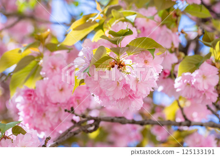 Double cherry blossoms in full bloom against the blue sky Double cherry blossoms in full bloom against the blue sky 125133191