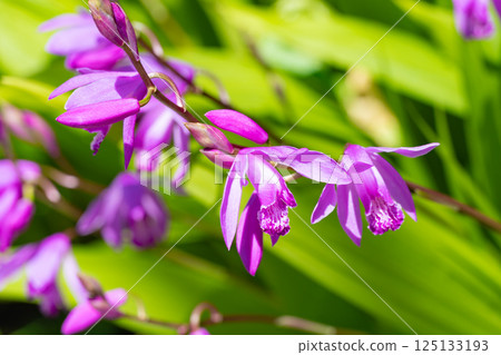 春季盛開的美麗紫色蘭花 春季盛開的美麗紫色蘭花 125133193