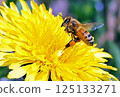 Bees sucking nectar from dandelion flowers 125133271