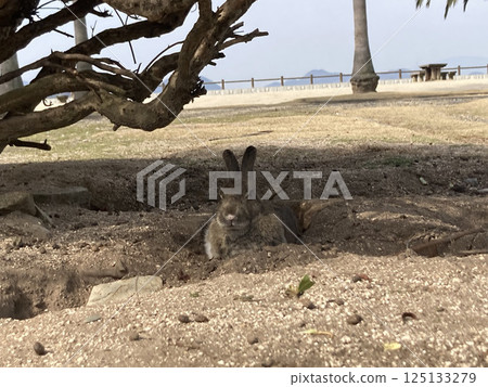 兔子在樹蔭下休息 125133279
