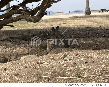 休息在樹下的兔子 125133281