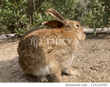 Cute rabbit 125133303
