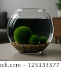 Three green balls of Marimo moss (Cladophora globularis) on the ground in a transparent aquarium with water on the background of a cozy interior. 125133377