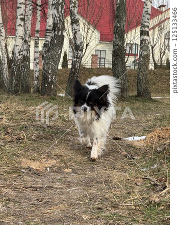 Small Long-Haired Dog Walking Through Early Spring Forest Path 125133466