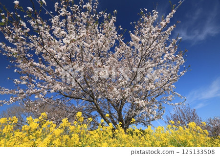 櫻花與油菜花的聯袂 125133508