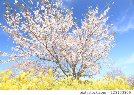 櫻花與油菜花的聯袂 櫻花與油菜花的聯袂 125133509