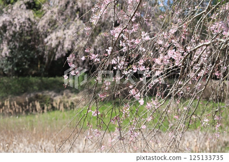 Cherry blossoms at the hill of Hitachi Fudosan 125133735