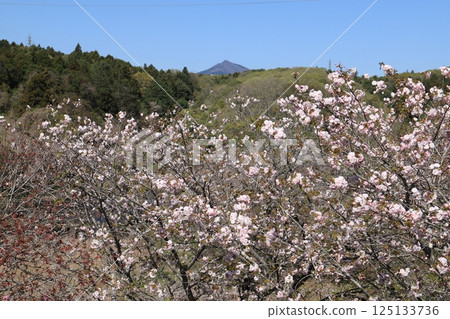 Cherry blossoms at the hill of Hitachi Fudosan 125133736