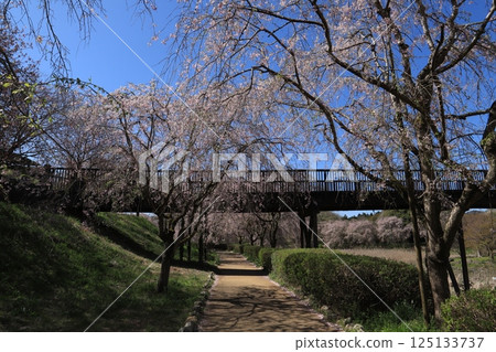 Cherry blossoms at the hill of Hitachi Fudosan 125133737