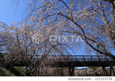 Cherry blossoms at the hill of Hitachi Fudosan 125133738