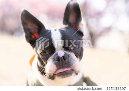 [Spring] Boston terrier with cherry blossom petals on its nose [Cherry Blossoms] 125133897