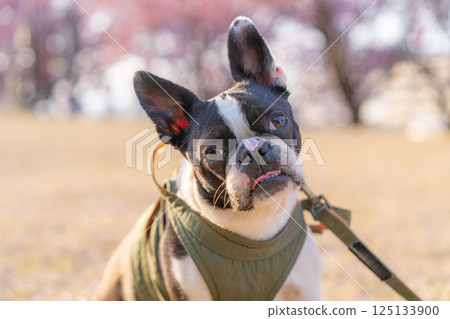 [春天] 鼻子上有櫻花花瓣的波士頓梗犬 [櫻花] 125133900