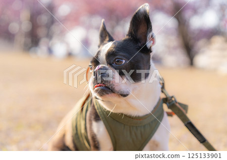 [春天] 鼻子上有櫻花花瓣的波士頓梗犬 [櫻花] 125133901