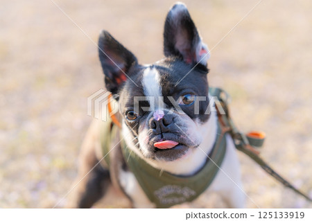 [春天] 鼻子上有櫻花花瓣的波士頓梗犬 [櫻花] 125133919
