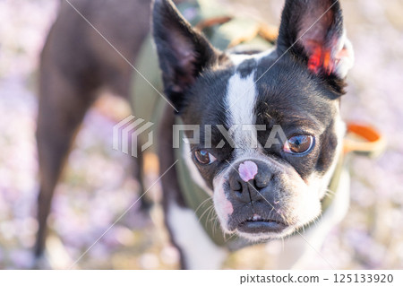 [春天] 鼻子上有櫻花花瓣的波士頓梗犬 [櫻花] 125133920