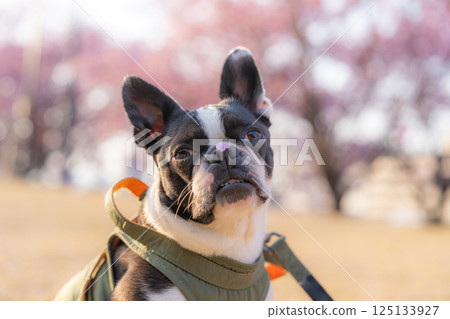 [Spring] Boston terrier with cherry blossom petals on its nose [Cherry Blossoms] 125133927