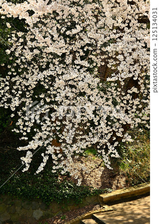 高岡城公園櫻花盛開 高岡城公園櫻花盛開 125134031