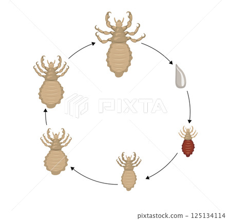Louse life cycle showing the different stages of development Louse life cycle showing the different stages of development 125134114
