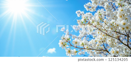 Spring blossom tree with white flowers under sunny sky, bright daylight with blue background, floral nature view, seasonal beauty, blooming cherry branch Spring blossom tree with white flowers under sunny sky, bright daylight with blue background, floral nature view, seasonal beauty, blooming cherry branch 125134205