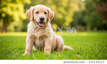 Cute golden retriever puppy sitting on green grass in sunny park looking happy adorable and playful in natural outdoor environment 125134227