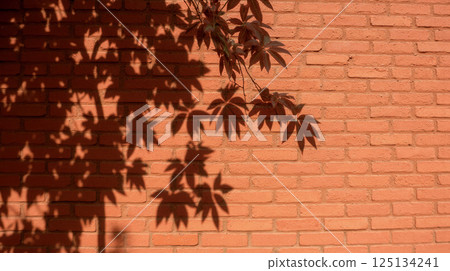 Shadow of tree leaves on red brick wall in sunlight outdoor summer nature background pattern with plant silhouette and soft light Shadow of tree leaves on red brick wall in sunlight outdoor summer nature background pattern with plant silhouette and soft light 125134241