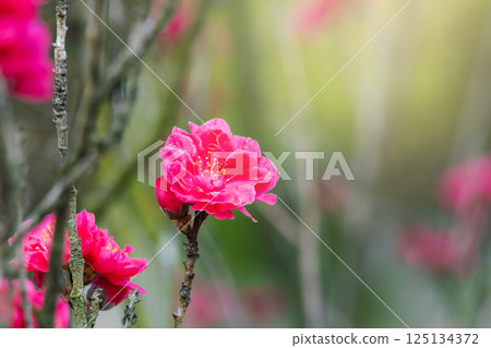 桃花　　 125134372