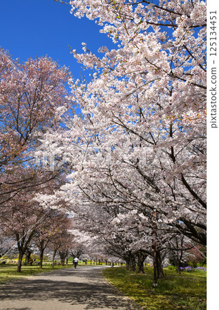 Cherry blossoms in full bloom at Love River Waterfront Park Unuki 125134451