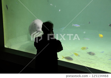 Aquarium scenery Aquarium scenery 125134468