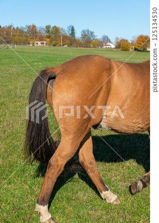 Detail of a brown horse grazing on pasture 125134530