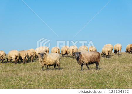 Herd of sheep grazing on pasture Herd of sheep grazing on pasture 125134532