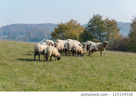Herd of sheep grazing on pasture Herd of sheep grazing on pasture 125134536