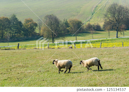 Herd of sheep grazing on pasture Herd of sheep grazing on pasture 125134537