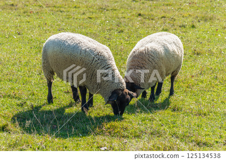 Herd of sheep grazing on pasture Herd of sheep grazing on pasture 125134538