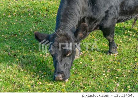 Potrait of black cow on pasture 125134543