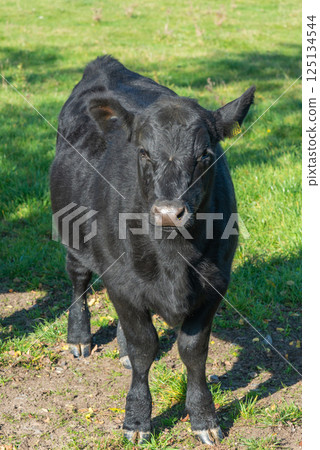 Single black meat cattle grazing on pasture Single black meat cattle grazing on pasture 125134544