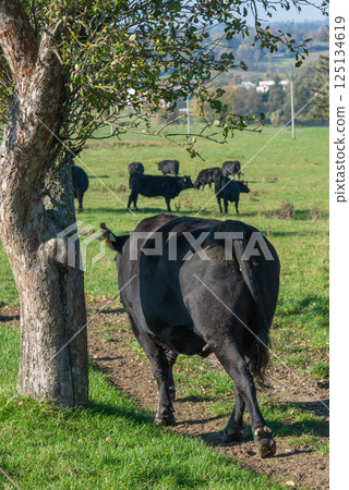 A herd of black cattle on green outdoor pasture A herd of black cattle on green outdoor pasture 125134619