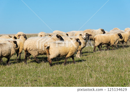 Herd of sheep grazing on pasture 125134629