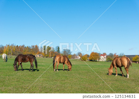 Horses on a pasture during autumn 125134631