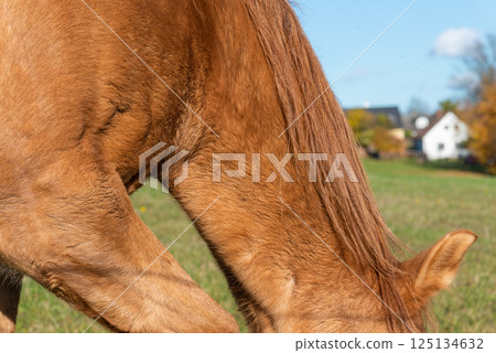 Detail of a brown horse grazing on pasture Detail of a brown horse grazing on pasture 125134632