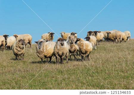 Herd of sheep grazing on pasture 125134633
