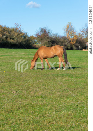 Single horse grazing on a pasture 125134634
