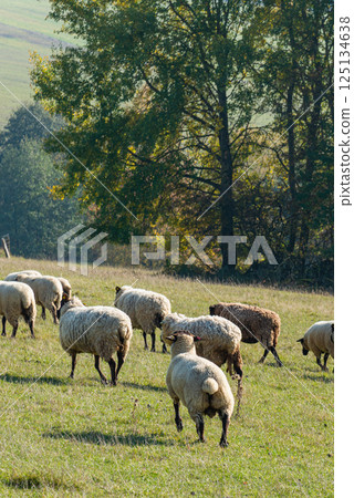 Herd of sheep grazing on pasture 125134638