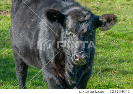 Potrait of black cow on pasture 125134642